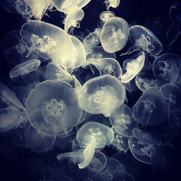 https://www.onceuponapicture.co.uk/wp-content/uploads/2017/06/Elsa-Chang-Moon-Jellies.png